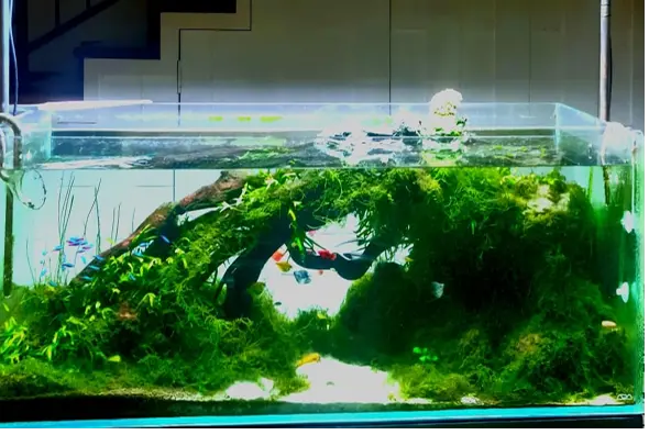 Aquascape Design 2 junglestyle
