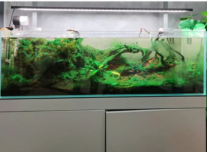 Aquarium Maintenance Service Malaysia - Aqua Arte