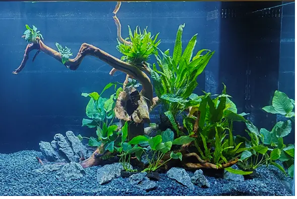Aquascape Design 7 naturestyle