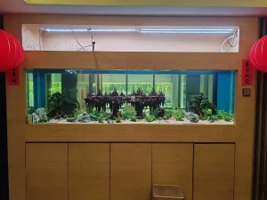 Aquascape Design 21 pic10