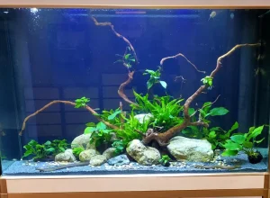 Aquascape Design 23 pic7-w