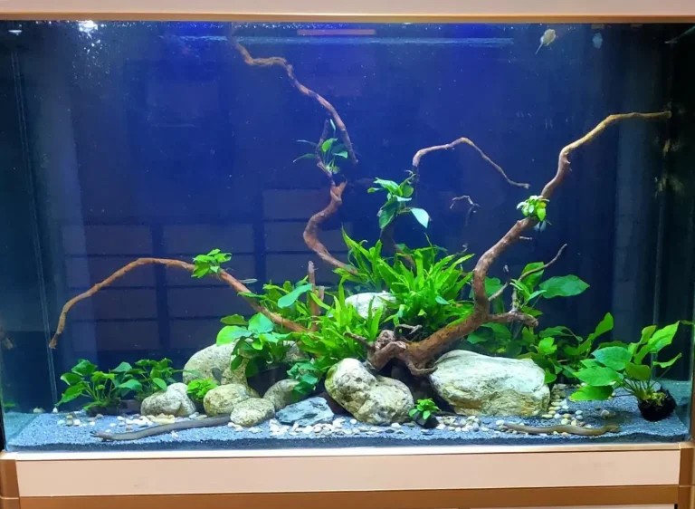 Aquascape Design 15 pic7-w