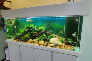 Aquascape Design 24 pic8-w