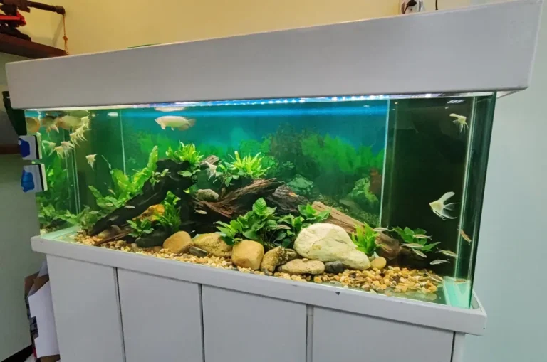 Aquascape Design 14 pic8-w