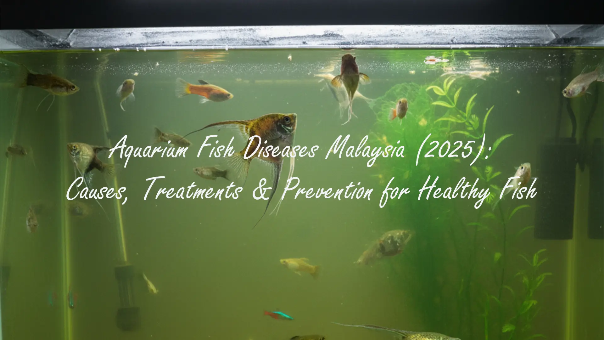 Penyakit Ikan Akuarium Malaysia (2025): Punca, Rawatan & Pencegahan untuk Ikan Sihat 2 Penyakit Ikan Akuarium Malaysia